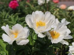 Asiatische Pfingstrose 'Krinkled White'