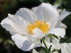 Asiatische Pfingstrose 'Krinkled White' -Günstiges Erd Seele Geschäft asiatische pfingstrose krinkled white m078641 w 0