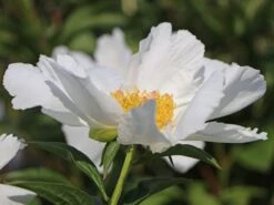 Asiatische Pfingstrose 'Krinkled White' -Günstiges Erd Seele Geschäft asiatische pfingstrose krinkled white m078641 w 2