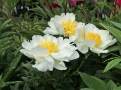 Asiatische Pfingstrose 'Krinkled White' -Günstiges Erd Seele Geschäft asiatische pfingstrose krinkled white m078641 w 3