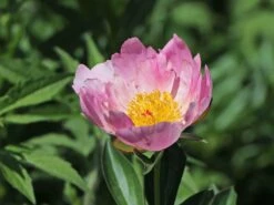 Asiatische Pfingstrose 'Nymphe'