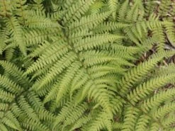 Asiatischer Frauenfarn