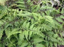 Asiatischer Frauenfarn -Günstiges Erd Seele Geschäft asiatischer frauenfarn m085314 w 1