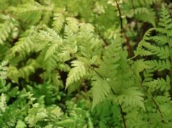 Asiatischer Frauenfarn -Günstiges Erd Seele Geschäft asiatischer frauenfarn m085314 w 2