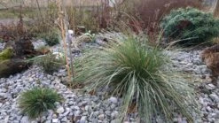 Atlas-Schwingel -Günstiges Erd Seele Geschäft atlas schwingel m058530 389061 0