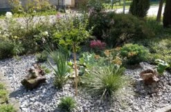 Atlas-Schwingel -Günstiges Erd Seele Geschäft atlas schwingel m058530 389061 1