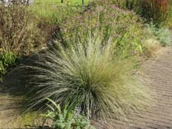 Atlas-Schwingel -Günstiges Erd Seele Geschäft atlas schwingel m058530 w 0