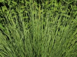 Atlas-Schwingel -Günstiges Erd Seele Geschäft atlas schwingel m058530 w 2