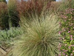 Atlas-Schwingel -Günstiges Erd Seele Geschäft atlas schwingel m058530 w 3