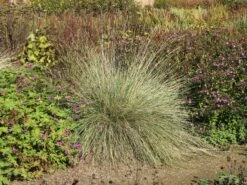 Atlas-Schwingel -Günstiges Erd Seele Geschäft atlas schwingel m058530 w 4