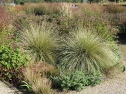 Atlas-Schwingel -Günstiges Erd Seele Geschäft atlas schwingel m058530 w 5