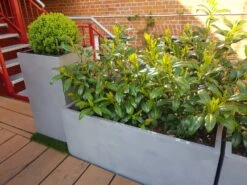 Aufrechter Kirschlorbeer / Lorbeerkirsche 'Herbergii' -Günstiges Erd Seele Geschäft aufrechter kirschlorbeer lorbeerkirsche herbergii m002192 113402 0