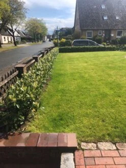 Aufrechter Kirschlorbeer / Lorbeerkirsche 'Herbergii' -Günstiges Erd Seele Geschäft aufrechter kirschlorbeer lorbeerkirsche herbergii m002192 193676 0