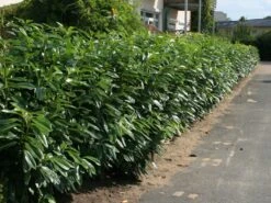 Aufrechter Kirschlorbeer / Lorbeerkirsche 'Herbergii' -Günstiges Erd Seele Geschäft aufrechter kirschlorbeer lorbeerkirsche herbergii m002192 w 1