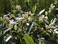 Aufrechter Kirschlorbeer / Lorbeerkirsche 'Herbergii' -Günstiges Erd Seele Geschäft aufrechter kirschlorbeer lorbeerkirsche herbergii m002192 w 2