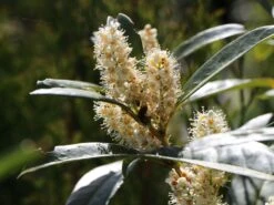 Aufrechter Kirschlorbeer / Lorbeerkirsche 'Herbergii' -Günstiges Erd Seele Geschäft aufrechter kirschlorbeer lorbeerkirsche herbergii m002192 w 3