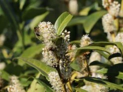 Aufrechter Kirschlorbeer / Lorbeerkirsche 'Herbergii' -Günstiges Erd Seele Geschäft aufrechter kirschlorbeer lorbeerkirsche herbergii m002192 w 4