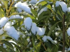 Aufrechter Kirschlorbeer / Lorbeerkirsche 'Herbergii' -Günstiges Erd Seele Geschäft aufrechter kirschlorbeer lorbeerkirsche herbergii m002192 w 5