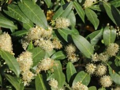 Aufrechter Kirschlorbeer / Lorbeerkirsche 'Herbergii' -Günstiges Erd Seele Geschäft aufrechter kirschlorbeer lorbeerkirsche herbergii m002192 w 7