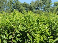 Aufrechter Kirschlorbeer / Lorbeerkirsche 'Herbergii' -Günstiges Erd Seele Geschäft aufrechter kirschlorbeer lorbeerkirsche herbergii m002192 w 8