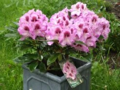 Rhododendron 'Pfauenauge' ® -Günstiges Erd Seele Geschäft b010507 Rhododendron Pfauenauge 111692 0