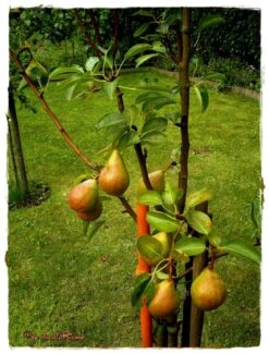 Sommerbirne 'Williams Christ' 11 Sommerbirne 'Williams Christ' -Günstiges Erd Seele Geschäft b011580 Sommerbirne Williams Christbirne 60822 0