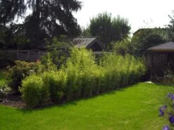 Bambus 'Jumbo' 27 Bambus 'Jumbo' -Günstiges Erd Seele Geschäft b012138 Bambus Jumbo 193676 0