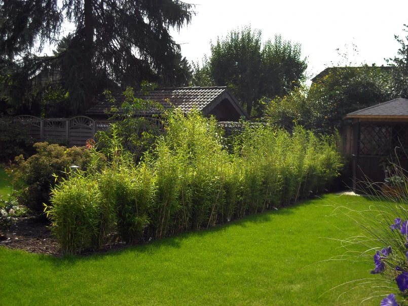 Bambus 'Jumbo' 15 Bambus 'Jumbo' – Bild 13