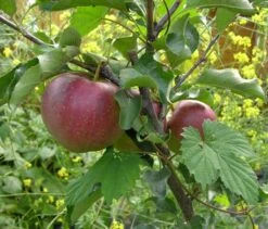 Herbstapfel 'Elstar' -Günstiges Erd Seele Geschäft b013329 Herbstapfel Elstar 225165 0