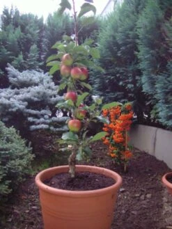 Säulenapfel Ballerina 'Polka' ® -Günstiges Erd Seele Geschäft b013405 Saeulenapfel Ballerina Polka 63562 0