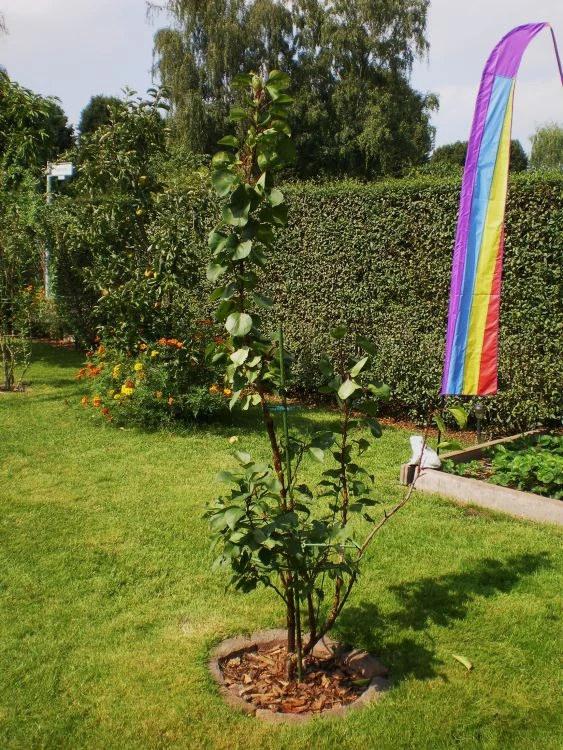 Aprikose 'Orangered' 10 Aprikose 'Orangered' – Bild 8