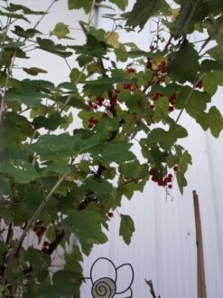 Rote Johannisbeere 'Jonkheer Van Tets' -Günstiges Erd Seele Geschäft b013673 Rote Johannisbeere Jonkheer van Tets 104431 1