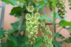 Rote Johannisbeere 'Jonkheer Van Tets' -Günstiges Erd Seele Geschäft b013673 Rote Johannisbeere Jonkheer van Tets 199320 0