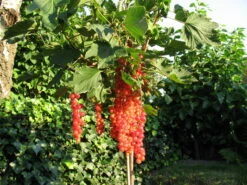 Rote Johannisbeere 'Rolan' 25 Rote Johannisbeere 'Rolan' -Günstiges Erd Seele Geschäft b013677 Rote Johannisbeere Rolan 170002 0