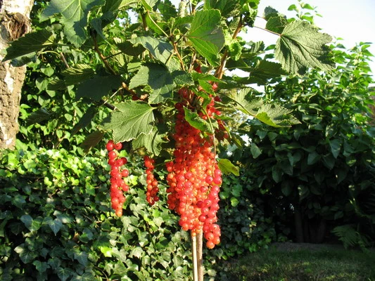 Rote Johannisbeere 'Rolan' 14 Rote Johannisbeere 'Rolan' – Bild 12