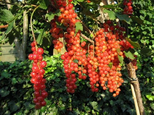 Rote Johannisbeere 'Rolan' 13 Rote Johannisbeere 'Rolan' – Bild 11