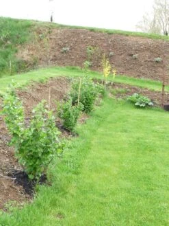 Jostabeere / Jochelbeere -Günstiges Erd Seele Geschäft b013727 Jostabeere Jochelbeere 298292 0