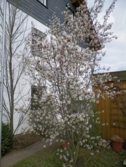 Kupfer-Felsenbirne 41 Kupfer-Felsenbirne -Günstiges Erd Seele Geschäft b013980 Kupfer Felsenbirne Amelanchier Felsenbirne 110876 4