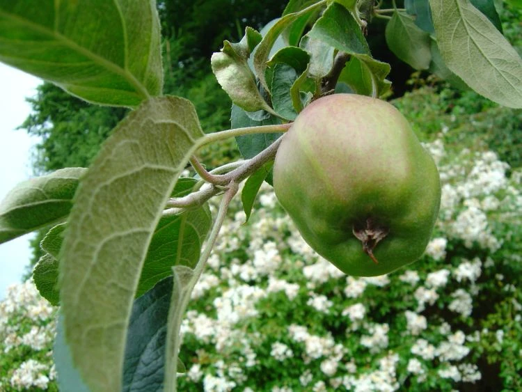 Herbstapfel 'Gravensteiner' 18 Herbstapfel 'Gravensteiner' – Bild 16