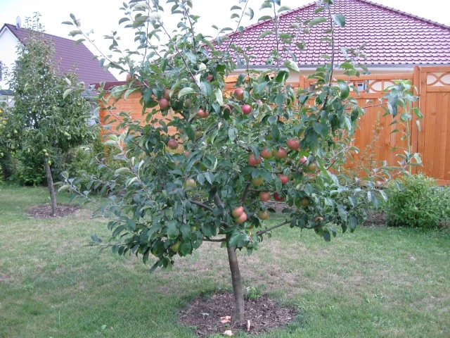 Herbstapfel 'Gravensteiner' 17 Herbstapfel 'Gravensteiner' – Bild 15