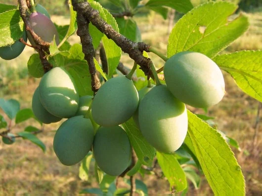 Reneklode 'Große Grüne Reneklode' 3 Reneklode 'Große Grüne Reneklode'