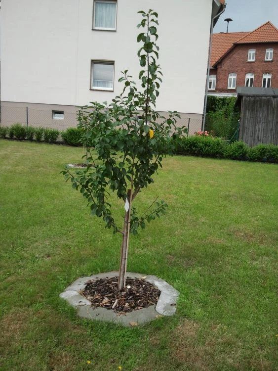 Pflaume 'Oullins Reneklode' / Eierpflaume 8 Pflaume 'Oullins Reneklode' / Eierpflaume – Bild 6