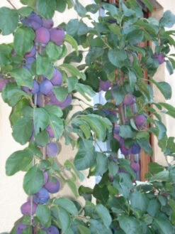 Pflaume 'The Czar' -Günstiges Erd Seele Geschäft b014936 Pflaume The Czar 184422 0