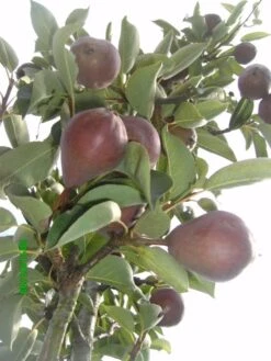 Sommerbirne 'Rote Williams Christ' -Günstiges Erd Seele Geschäft b015029 Sommerbirne Rote Williams Christ 193676 0