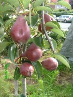 Sommerbirne 'Rote Williams Christ' -Günstiges Erd Seele Geschäft b015029 Sommerbirne Rote Williams Christ 193676 1