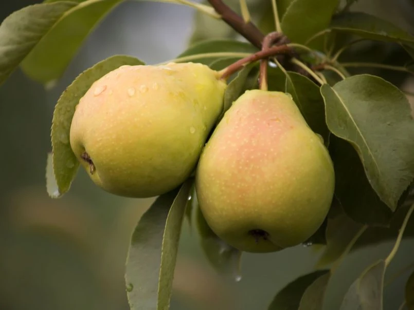Sommerbirne 'Stuttgarter Geißhirtle' 3 Sommerbirne 'Stuttgarter Geißhirtle'