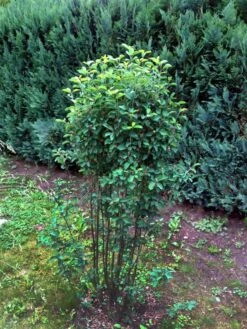 Säulen Felsenbirne 'Obelisk' 29 Säulen Felsenbirne 'Obelisk' -Günstiges Erd Seele Geschäft b015274 Saeulen Felsenbirne Obelisk 193676 0