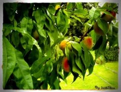 Pfirsich 'Revita' 17 Pfirsich 'Revita' -Günstiges Erd Seele Geschäft b015475 Pfirsich Revita S 60822 0