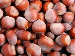 Haselnuss 'Hallesche Riesennuss'