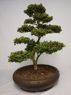 Löffel-Ilex / Japanischer Ilex 'Convexa' -Günstiges Erd Seele Geschäft b018590 Loeffel Ilex Japanischer Ilex 131483 0